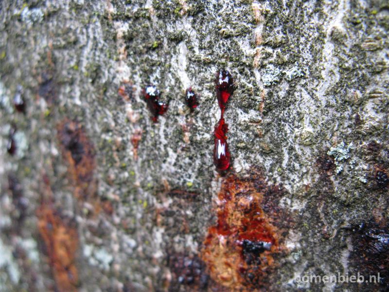 Kastanjebloedingsziektebronbomenbieb