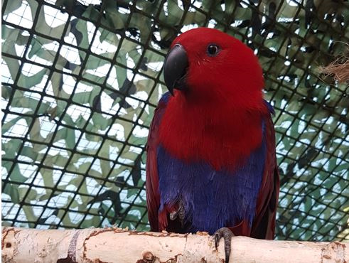 papegaaivermisthorizontaal