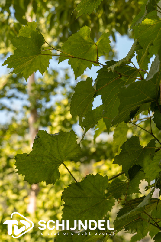 wineryandherbsopenwijndag5
