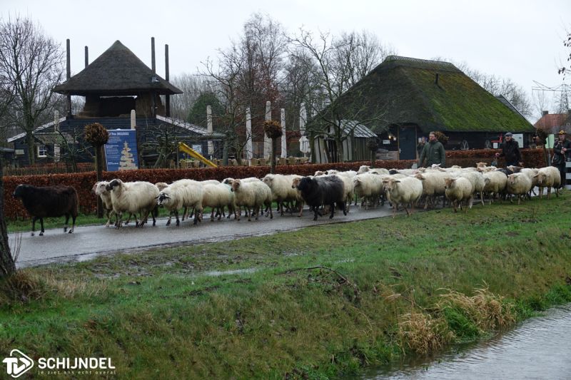 schapenintocht1