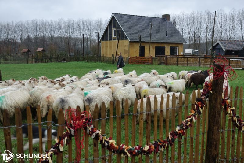 schapenintocht2
