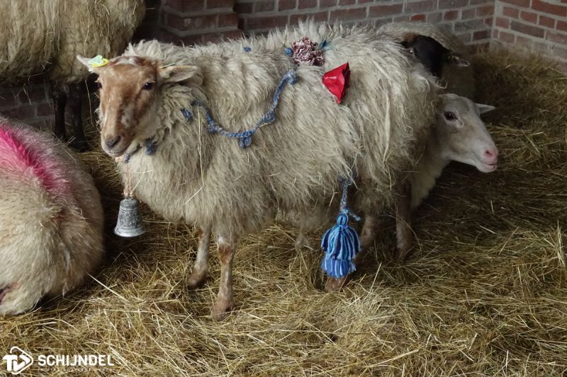 schapenintocht3