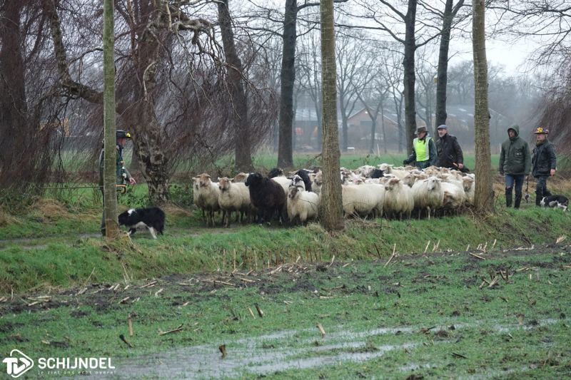 schapenintocht4