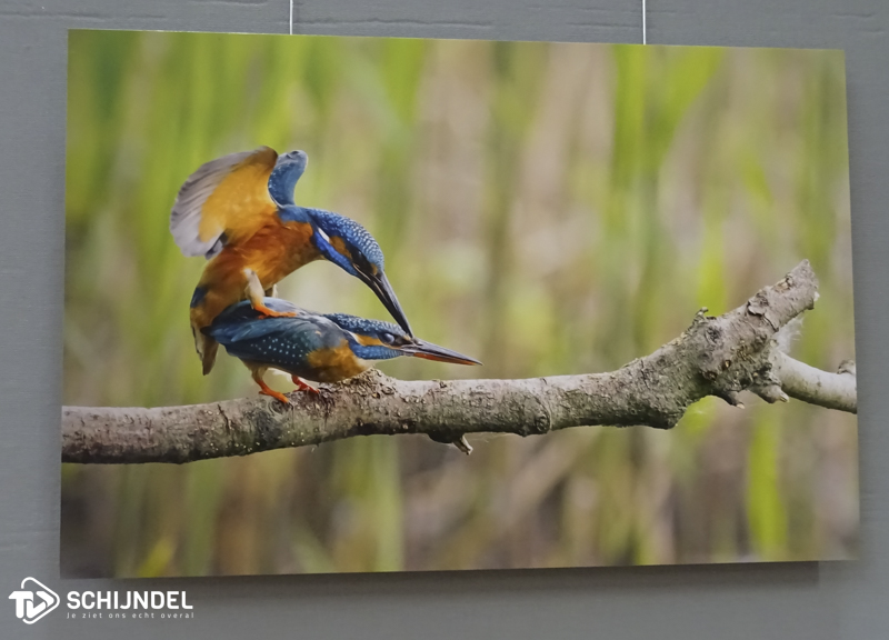 fototentoonstellingvink2