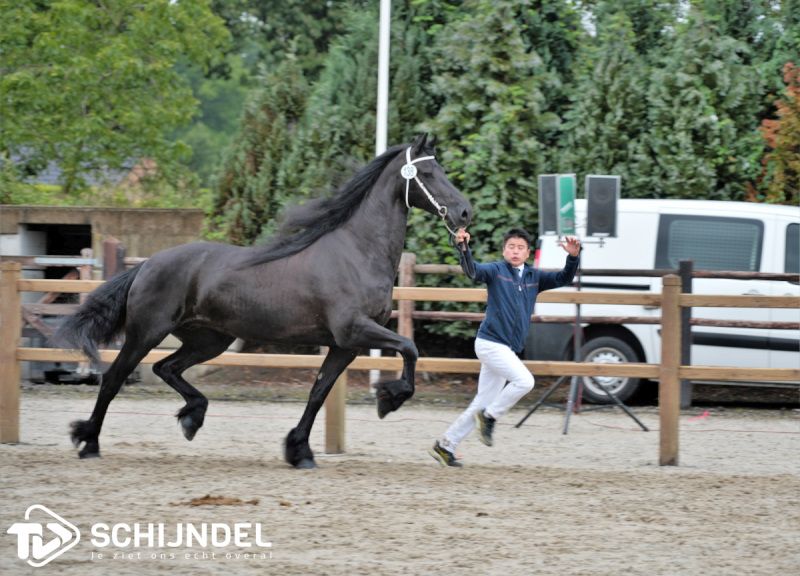 fokdagfrieschepaard5